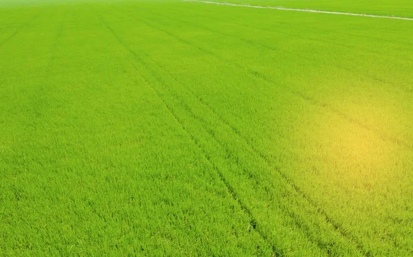 Vista Aérea Drone Voador Arroz Campo Com Paisagem Verde Padrão — Fotografia de Stock