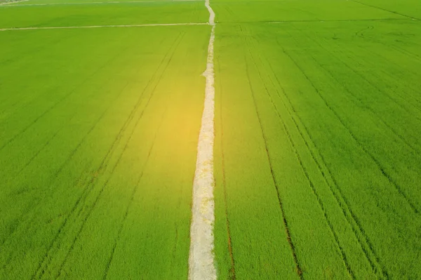 Pirinç tarlasının uçan insansız hava aracı yeşil desenli doğa arka planı, pirinç tarlası.