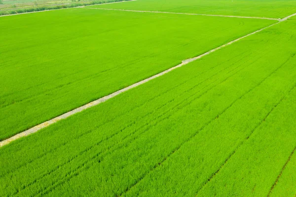 Aerial View Flying Drone Field Rice Landscape Green — Fotografia de Stock