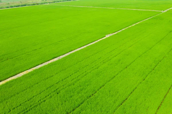 Yeşil manzaralı pirinç tarlasının uçan insansız hava aracı görüntüsü.