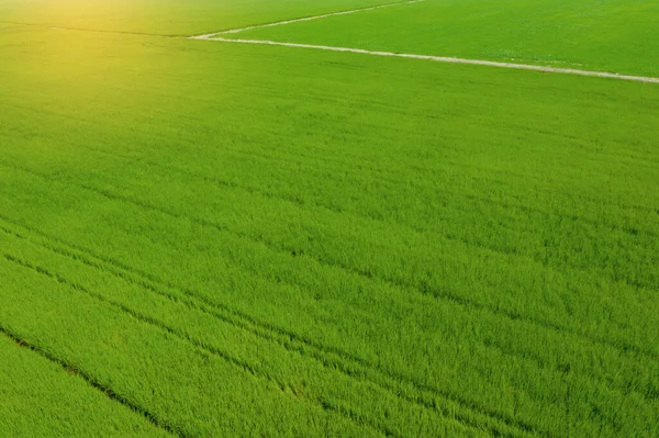 Aerial View Flying Drone Field Rice Landscape Green — Stockfoto