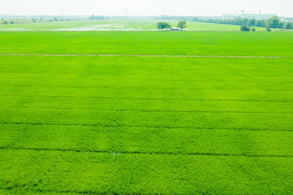 Pirinç tarlasının uçan insansız hava aracı yeşil desenli doğa arka planı, pirinç tarlası.