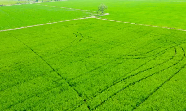 Vista Aerea Drone Volante Field Rice Con Paesaggio Verde Modello — Foto Stock