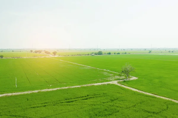 Luftbild Von Der Fliegenden Drohne Von Field Reis Mit Landschaft — Stockfoto