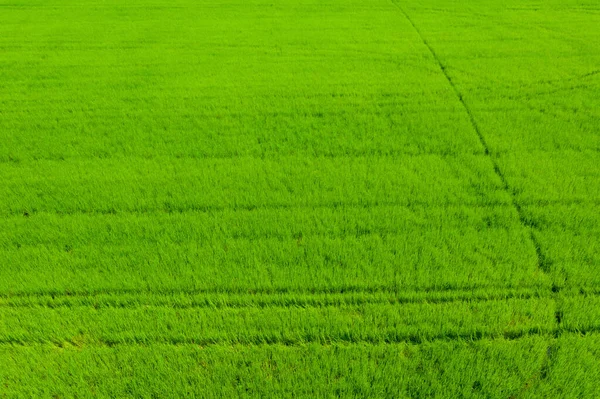 Vista Aérea Drone Voador Arroz Campo Com Paisagem Verde Padrão — Fotografia de Stock