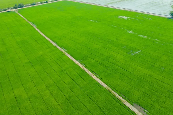 Pirinç tarlasının uçan insansız hava aracı yeşil desenli doğa arka planı, pirinç tarlası.