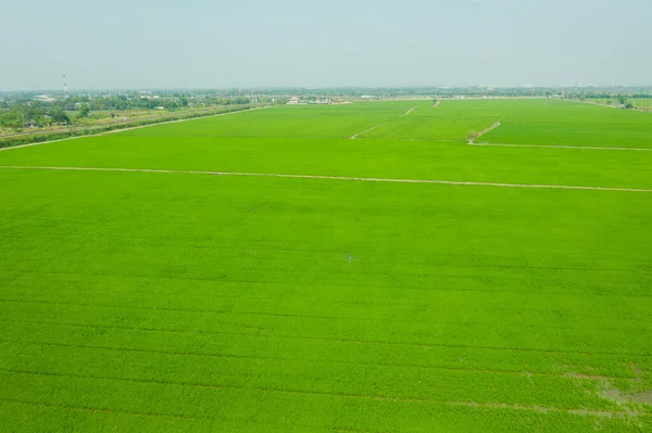Yeşil manzaralı pirinç tarlasının uçan insansız hava aracı görüntüsü.