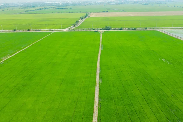 Yeşil manzaralı pirinç tarlasının uçan insansız hava aracı görüntüsü.
