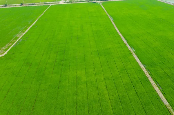 Yeşil manzaralı pirinç tarlasının uçan insansız hava aracı görüntüsü.