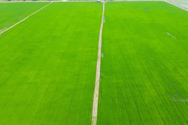 Yeşil manzaralı pirinç tarlasının uçan insansız hava aracı görüntüsü.