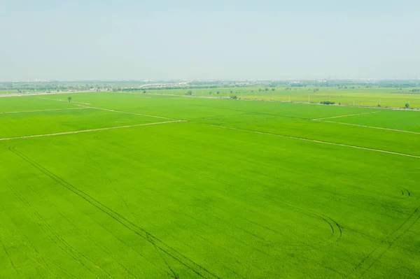 Aerial View Flying Drone Field Rice Landscape Green — Stockfoto