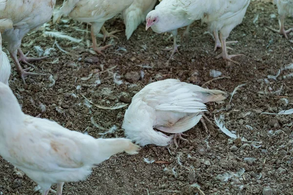 Tavuk hasta ve yerde uyuyor.