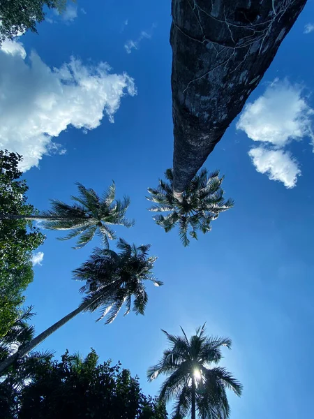 Agradável Tropical Com Céu Azul Palmeiras Árvore Licença Verde — Fotografia de Stock