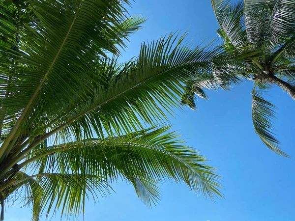 Agradável Tropical Com Céu Azul Palmeiras Árvore Licença Verde — Fotografia de Stock