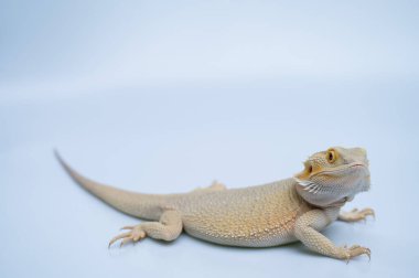 Beyaz sırtlı sakallı ejderha