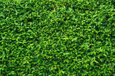 yeşil yapraklı duvar arkaplanı, yaprak duvarlı doğa sıralı