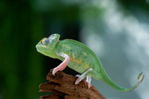 Chameleon Blur Background Predato — Zdjęcie stockowe