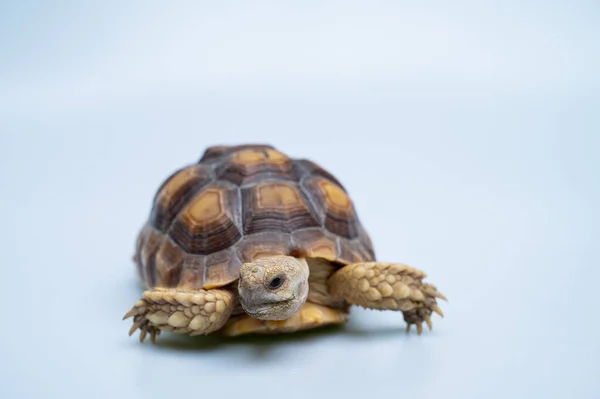 Черепаха Суката Білій Підгрупі — стокове фото