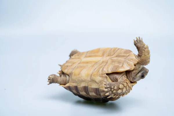 Sucata Tortoise White Backgroun — 스톡 사진