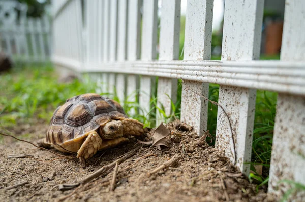 Sucata Tortoise Groun — Fotografia de Stock