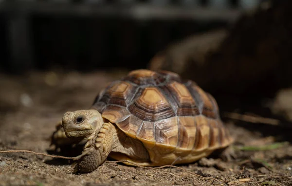 Sucata Schildkröte Auf Der Erdnuss — Stockfoto