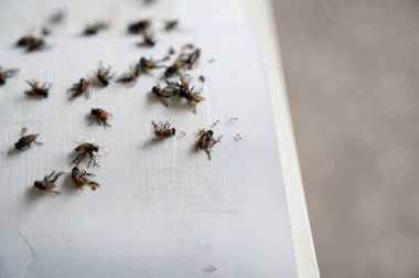 Kapana kısılmış sinekler ölüyor.