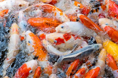 sazan balığı havuzu arka planı, renkli arka plan, süslü araba.