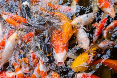 sazan balığı havuzu arka planı, renkli arka plan, süslü araba.