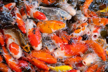 sazan balığı havuzu arka planı, renkli arka plan, süslü araba.