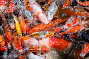 sazan balığı havuzu arka planı, renkli arka plan, süslü araba.