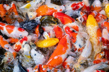 sazan balığı havuzu arka planı, renkli arka plan, süslü araba.