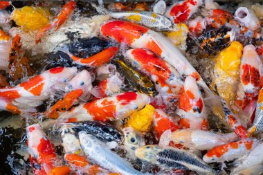 sazan balığı havuzu arka planı, renkli arka plan, süslü araba.