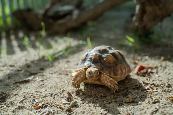 Sucata Schildkröte Auf Der Erdnuss — Stockfoto