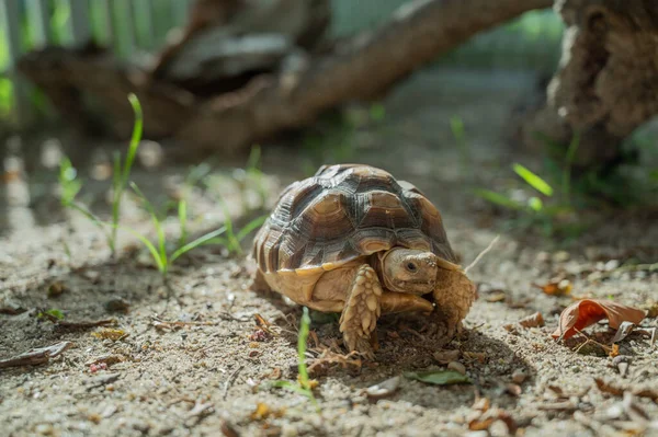 Sucata Schildkröte Auf Der Erdnuss — Stockfoto