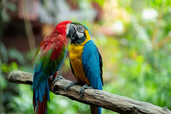 Nahaufnahme Papagei Mit Unscharfem Hintergrund Naturvogel Maca — Stockfoto