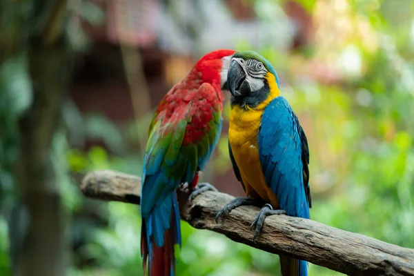 Nahaufnahme Papagei Mit Unscharfem Hintergrund Naturvogel Maca — Stockfoto