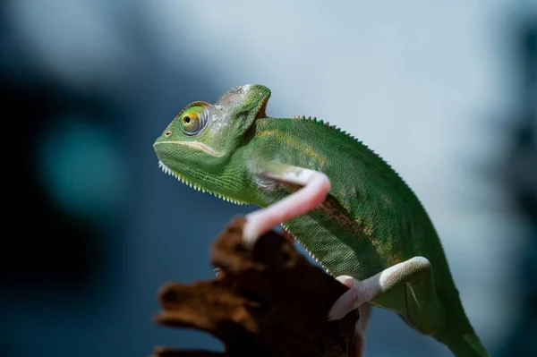 Chameleon Blur Background Predato — Stock fotografie