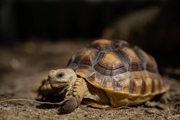 Sucata Tortoise Groun — Fotografia de Stock