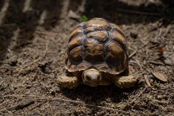 Sucata Schildkröte Auf Der Erdnuss — Stockfoto