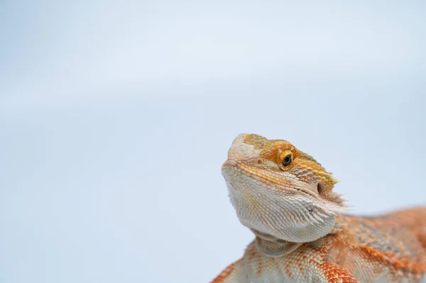 Bearded Dragon White Backgroun — Photo