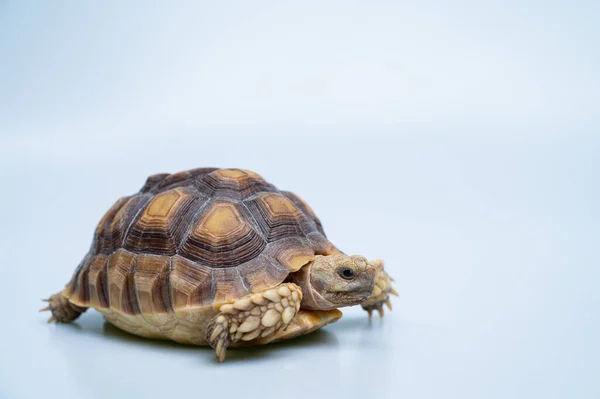 Sucata tortoise on white backgroun