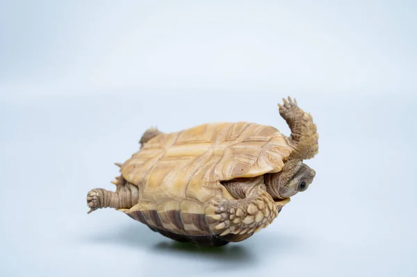 Sucata tortoise on white backgroun