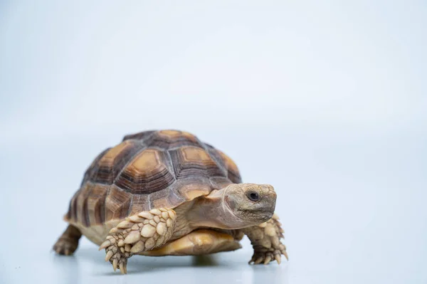 Sucata tortoise on white backgroun
