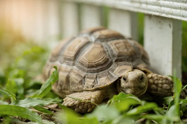 Sucata Schildkröte Auf Der Erdnuss — Stockfoto