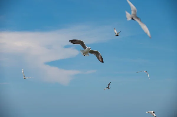 Seagull Flying — Stock Fotó