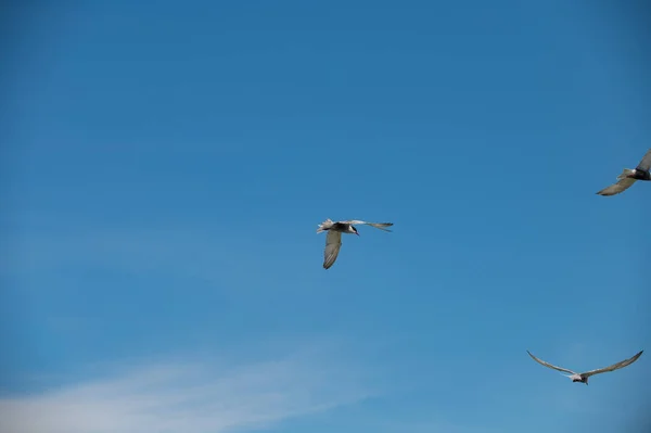 Seagull Flying — 스톡 사진