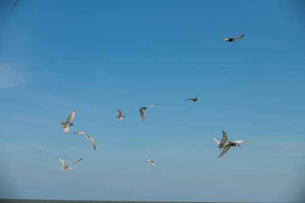 Seagull Flying — Fotografia de Stock