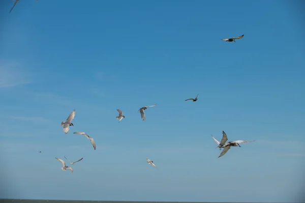 Seagull Flying — Stock Fotó