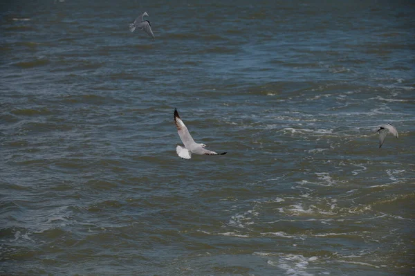 Seagull Flying — Foto de Stock
