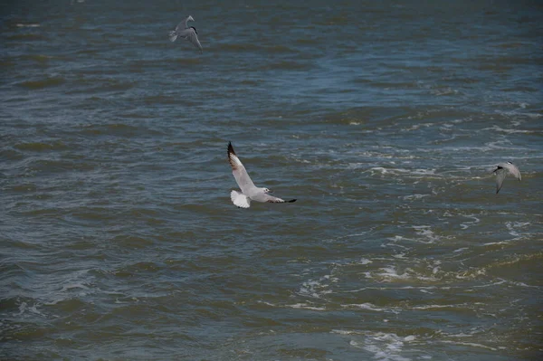 Seagull Flying — Fotografia de Stock